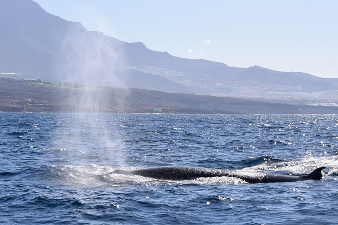 Bonadea II Ecological Whale Watching, 2 hours - Sergio’s on-water style: English explanations and smart, calm decision-making