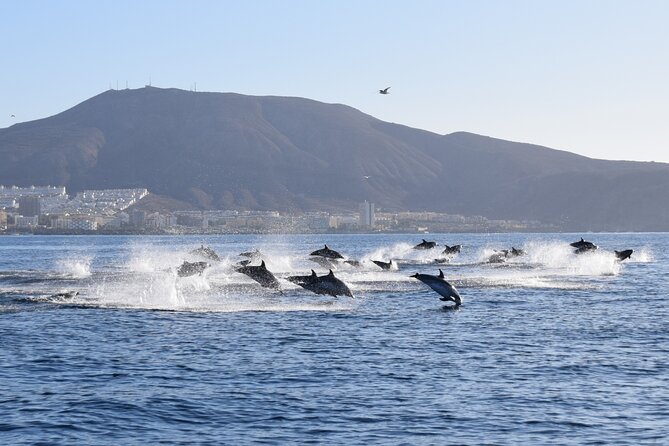 Bonadea II Ecological Whale Watching, 2 hours - Small-boat comfort on Bonadea II, and the 130 kilos limit