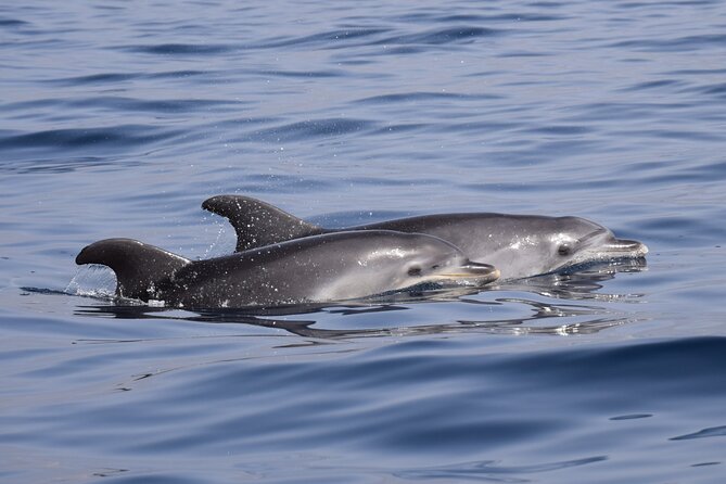 Bonadea II Ecological Whale Watching, 2 hours - Price and value: why $78.64 can make sense for responsible close viewing