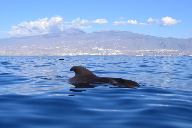Bonadea II Ecological Whale Watching, 2 hours - Who this trip fits best in Tenerife