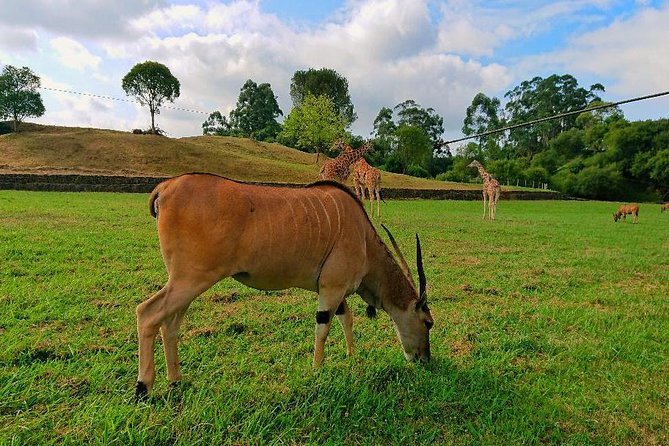 Cabarceno Natural Park Guided Visit from Santander - Key highlights worth planning for