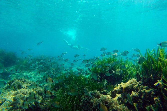 Cabo de Gata Active. Guided kayak and snorkel route through coves of the Natural Park - Snorkel time: seeing the seabed while you’re still in motion