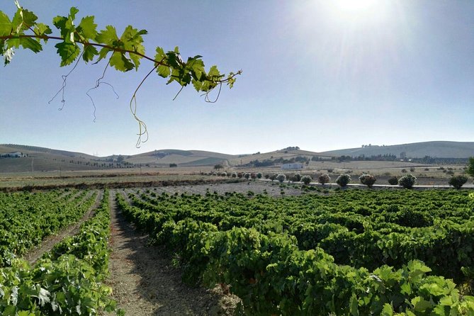 Cadiz and Jerez Day Trip from Seville - Guide quality can make or break the day