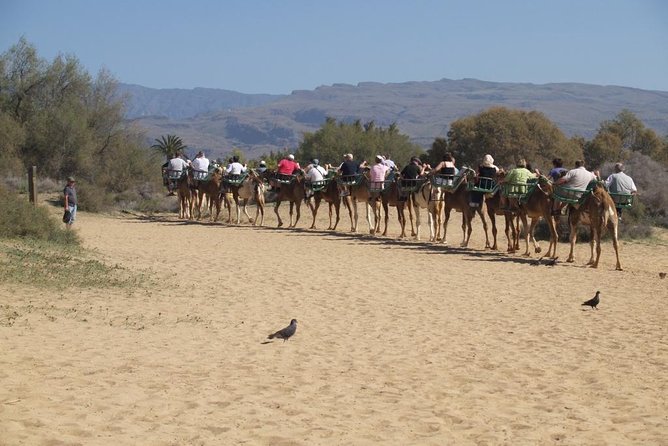 Camel Riding in Maspalomas Dunes - 30 Minutes Through Maspalomas Dunes, Exactly How the Time Feels