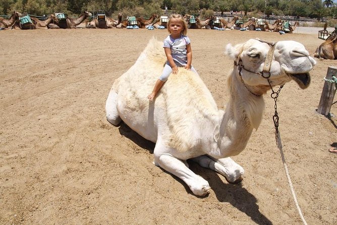 Camel Riding in Maspalomas Dunes - English-Guided, Pro-Run, and Built for Real People