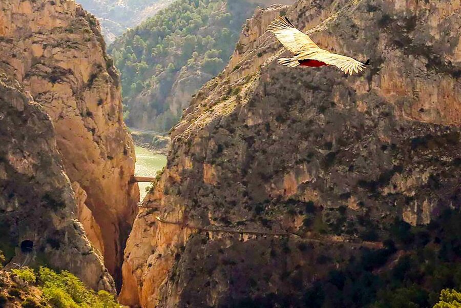 Caminito del Rey: Entry Ticket - Caminito del Rey, the one-way gorge walk that used to be infamous