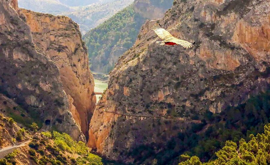 Caminito del Rey: Guided Tour and Entry Ticket - History you can see: railway, hydroelectric work, and human settlement