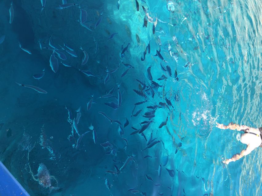 Can Picafort: Dolphin Watching Boat Tour, Swimming stop - Key things that make this trip worth your time