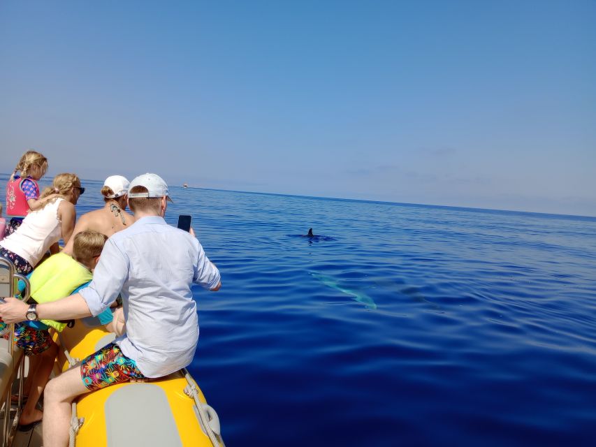 Can Picafort: Dolphin Watching Boat Tour, Swimming stop - Who should book this Can Picafort dolphin and swim tour?