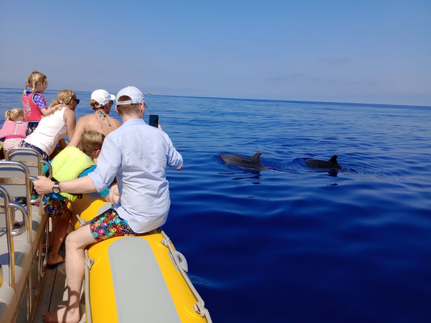 Can Picafort: Dolphin Watching Boat Tour, Swimming stop - Northern Mallorca views: Cap de Formentor and the coast on your return