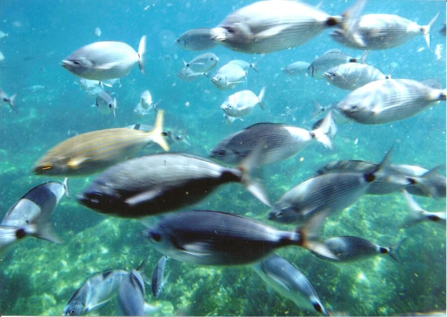 Cap Norfeu: Costa Brava Catamaran Trip with Underwater Views - Key Highlights at a Glance