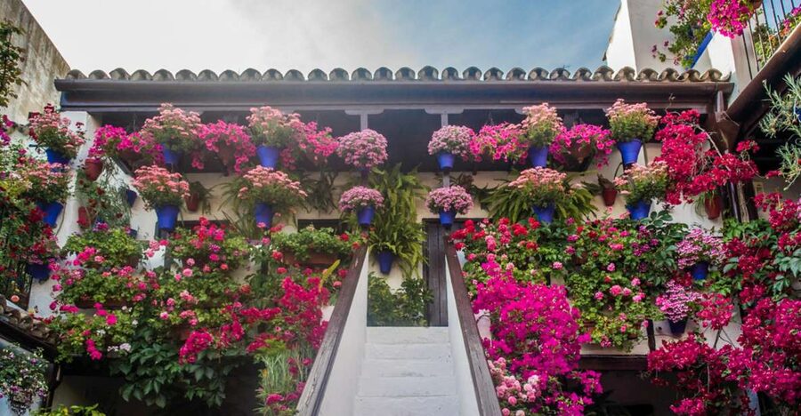 Córdoba: Guided Tour of the Patios - Key Points to Know Before You Go