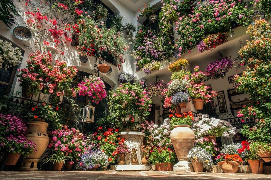 Córdoba: Guided Tour of the Patios - What You Actually See Inside the Patios (and How to Enjoy Them)