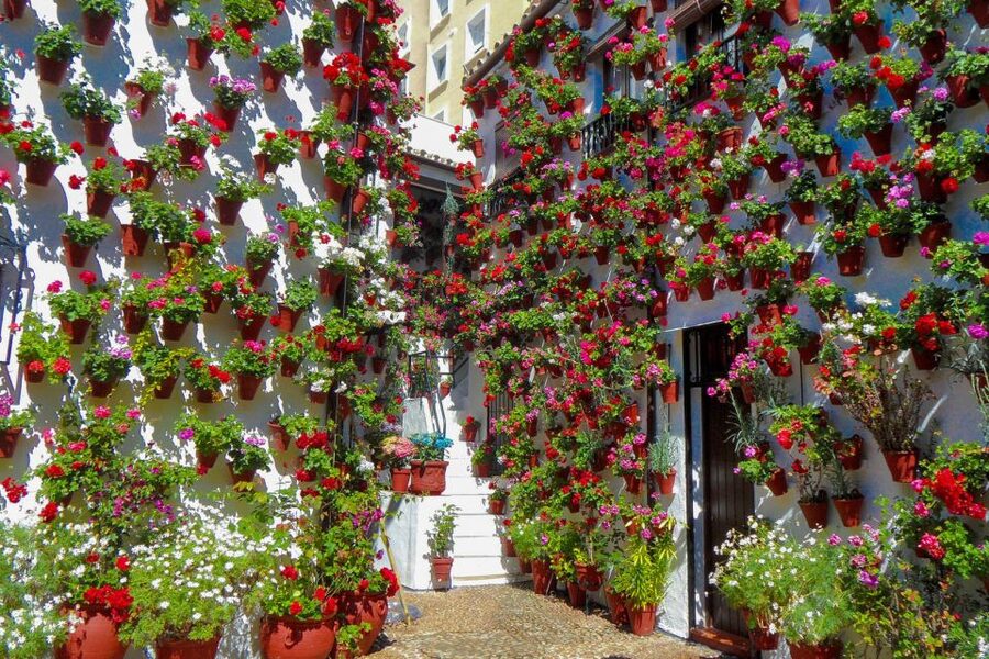 Córdoba: Guided Tour of the Patios - Guide Quality: Why Rapport With Patio Owners Changes Everything