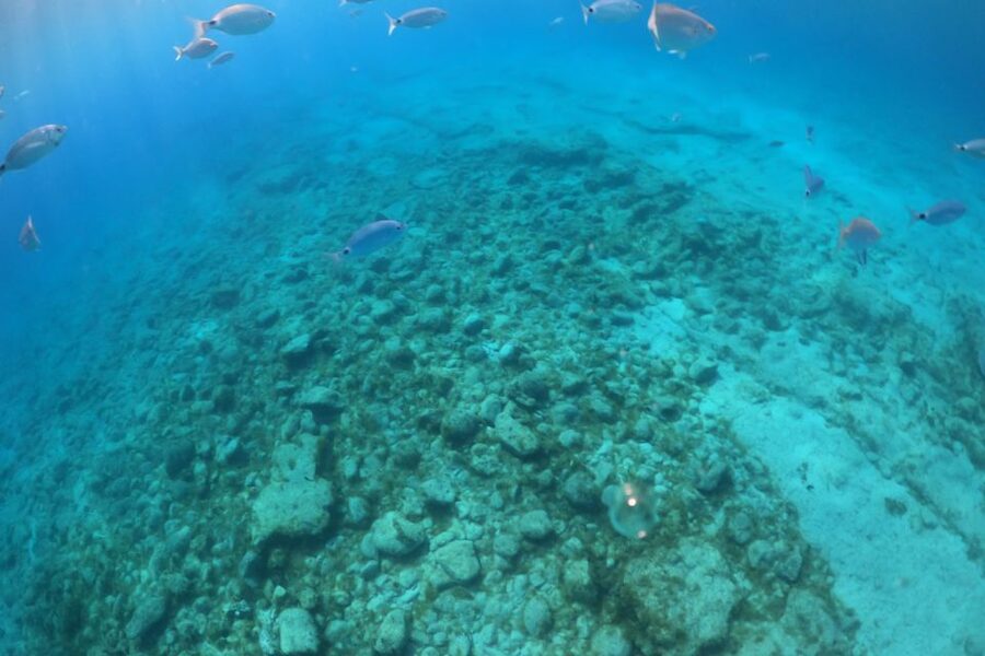 Corralejo: Snorkeling on Lobos Island & Return Ferry Ticket - Price and value, why $31 can be a smart buy