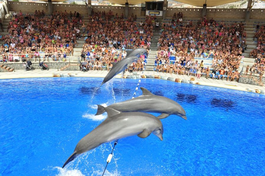 Costa Adeje: Aqualand Water Park Ticket with Dolphin Show - Aqualand Costa Adeje Value, Price, and What Is Actually Included