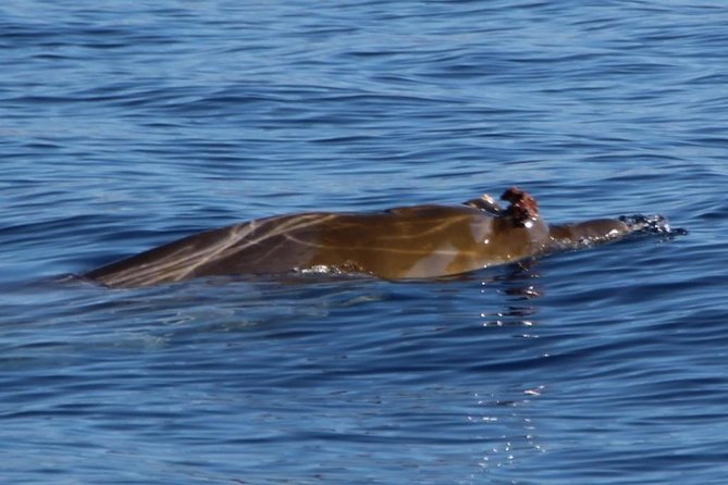 Costa Adeje | Cetacean sighting in Tenerife South - Meet Papacho 2 and get ready for a quiet ocean
