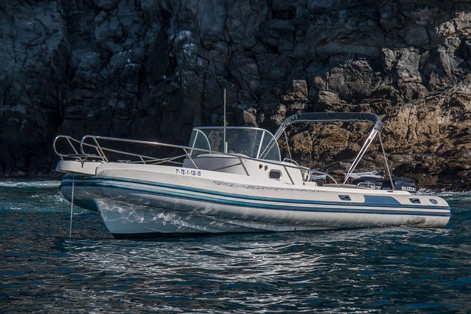 Costa Adeje | Cetacean sighting in Tenerife South - The animals you might see off Tenerife South