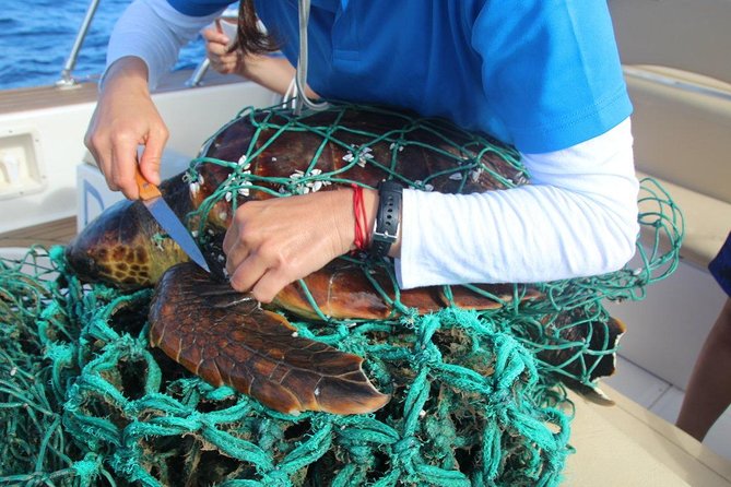 Costa Adeje | Cetacean sighting in Tenerife South - Why the engine-off rule and the small boat matter