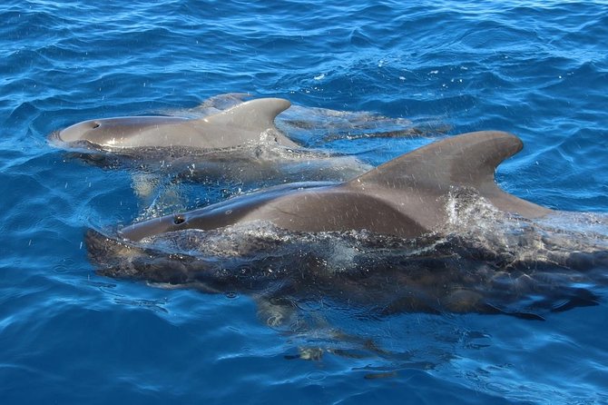 Costa Adeje | Cetacean sighting in Tenerife South - Value for the money: what you are actually paying for