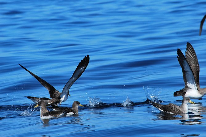 Costa Adeje | Cetacean sighting in Tenerife South - Practical tips so your day stays smooth