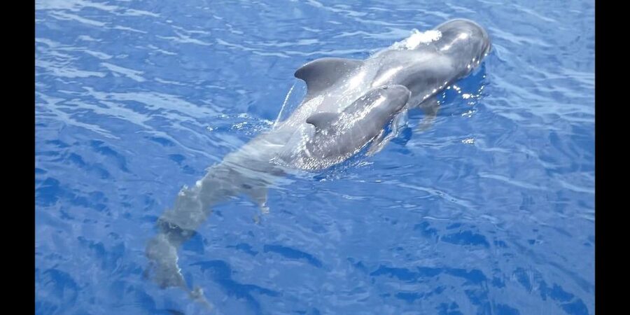 Costa Adeje: Whale and Dolphin Cruise with Food and Pickup - Key things to know before you sail