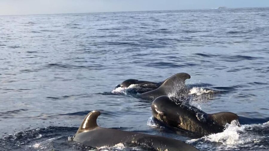 Costa Adeje: Whale and Dolphin Cruise with Food and Pickup - Enter Puerto Colon: what the start feels like