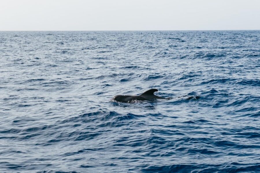 Costa Adeje: Whale & Dolphin Eco-Cruise with Snacks & Drinks - Practical packing list, plus seasickness reality checks