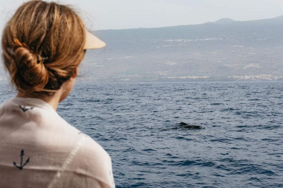 Costa Adeje: Whale & Dolphin Eco-Cruise with Snacks & Drinks - Dock 8 in Costa Adeje, and why the start matters