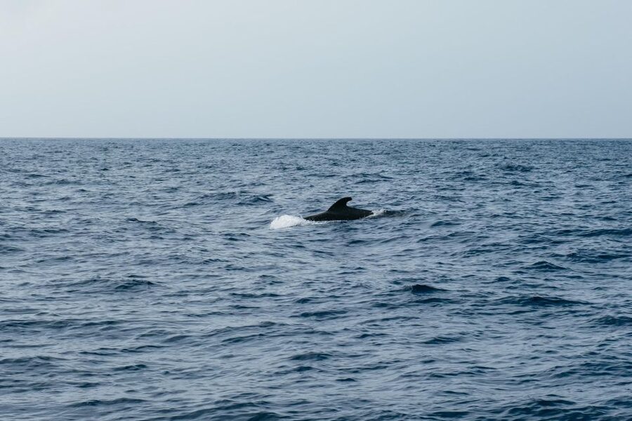 Costa Adeje: Whale & Dolphin Eco-Cruise with Snacks & Drinks - Underwater sound gear, crew commentary, and the names you may hear