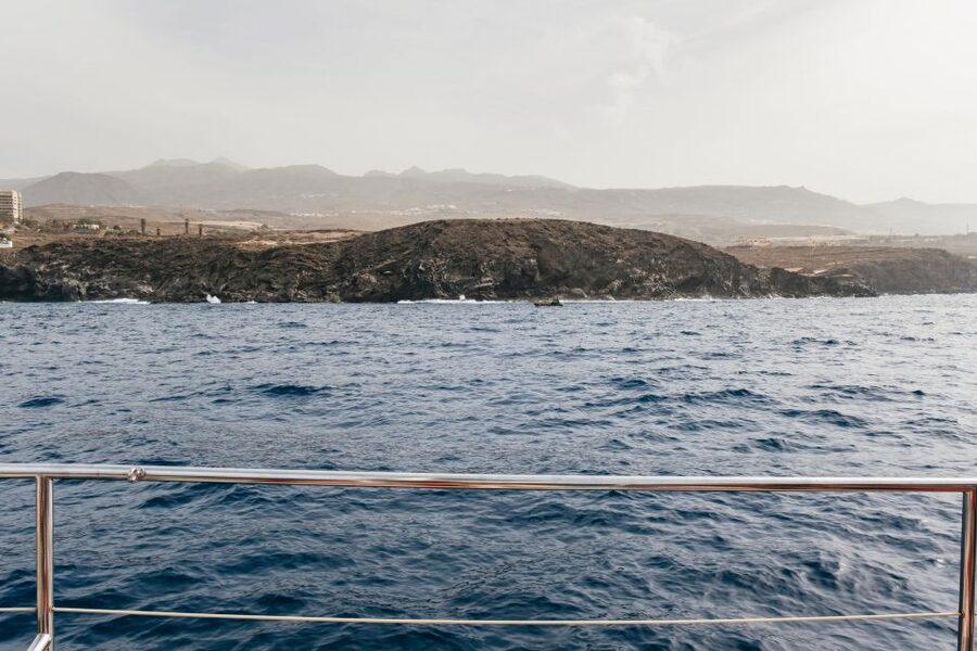 Costa Adeje: Whale & Dolphin Eco-Cruise with Snacks & Drinks - Respectful wildlife viewing, not a chase game