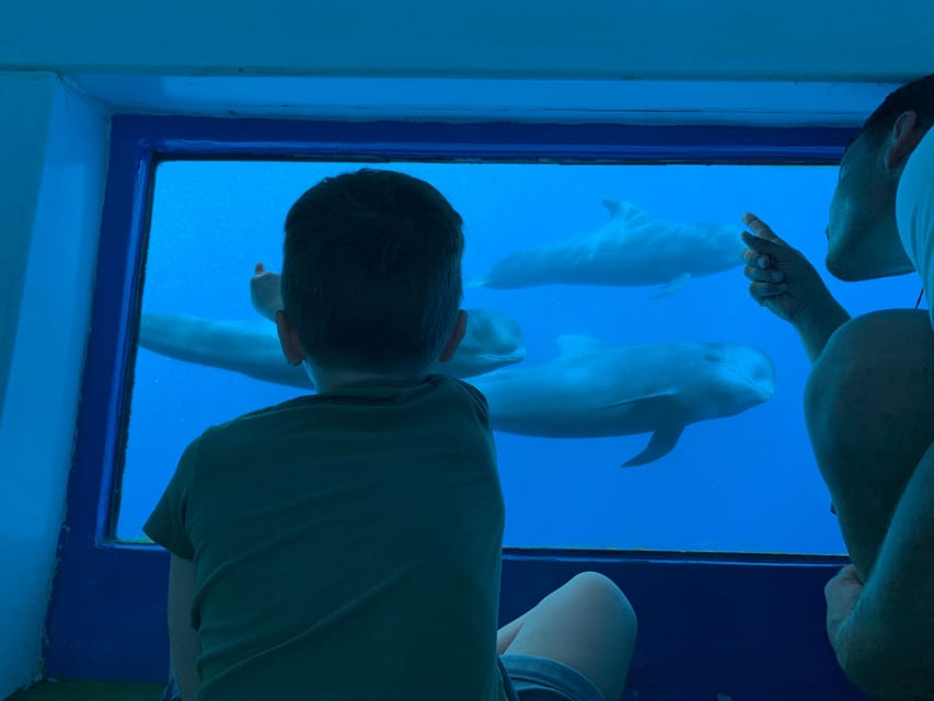 Costa Adeje: Whale & Dolphin Submarine Vision Mini Cruise - Key Things I’d Focus On Before You Go