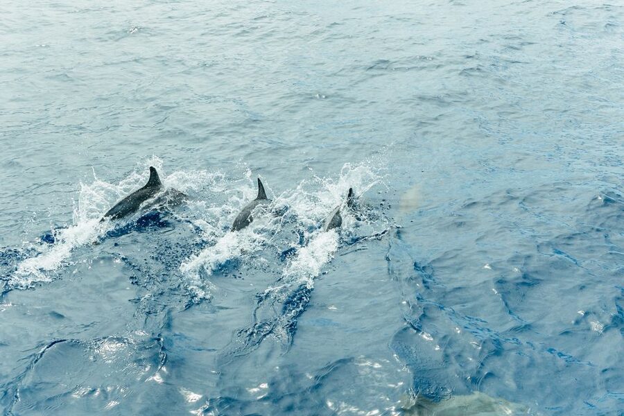 Costa Adeje: Whale & Dolphin Submarine Vision Mini Cruise - Practical Tips That Improve Your Odds of a Great Trip