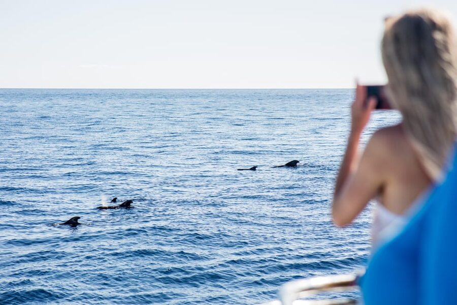 Costa Adeje: Whale & Dolphin Submarine Vision Mini Cruise - Cruising the Adeje Coast: What You’re Watching For