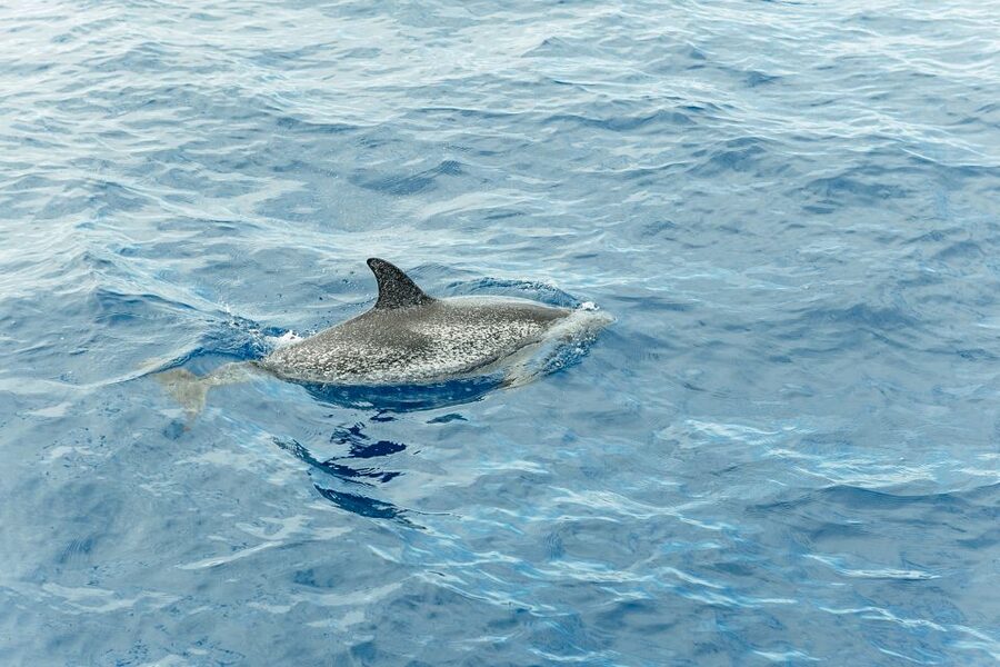 Costa Adeje: Whale & Dolphin Submarine Vision Mini Cruise - The Crew and Guide: Safety, Spotting, and Multilingual Explanations