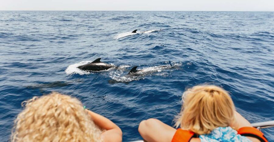 Costa Adeje: Whale Watching Catamaran Tour with Drinks - Quick hits before you go