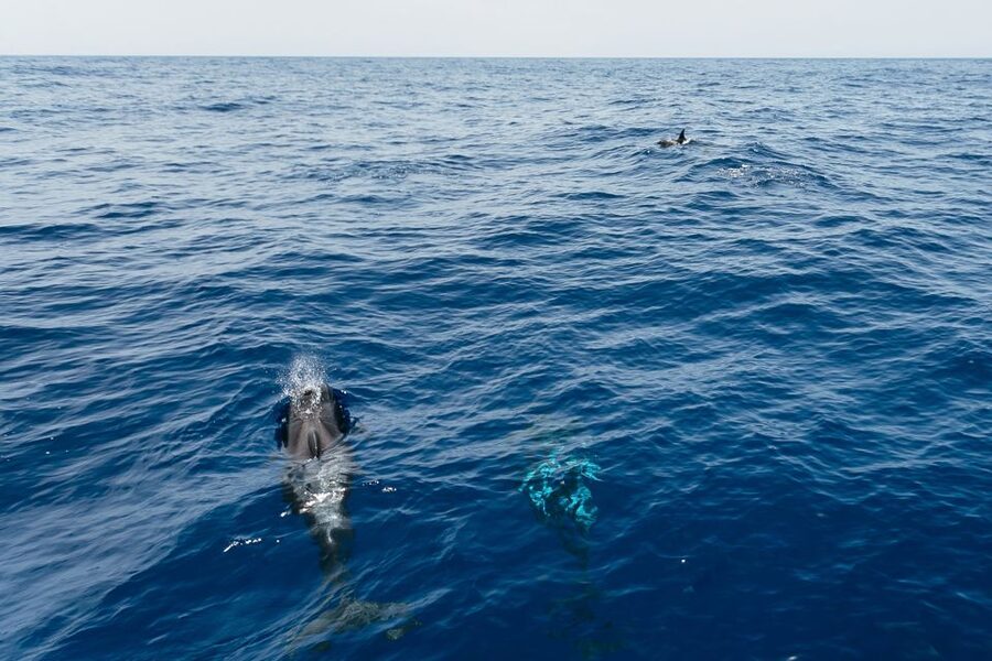 Costa Adeje: Whale Watching Catamaran Tour with Drinks - Puerto Colon, southwest Tenerife, and why this route works