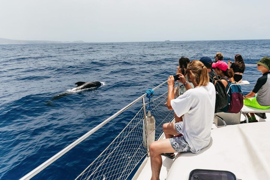 Costa Adeje: Whale Watching Catamaran Tour with Drinks - Should you book this Costa Adeje whale watching catamaran tour?