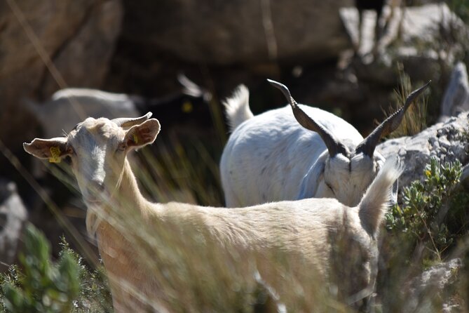 Costa Blanca Full-Day Off Road Tour - How Much This Costs and Why It Can Still Be Good Value