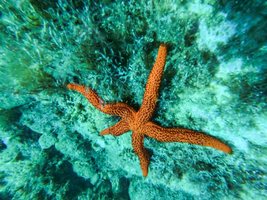 Costa Brava: Sea Caves Kayaking and Snorkeling Tour - Paddling the route: coves, caves, and cliff views from the water