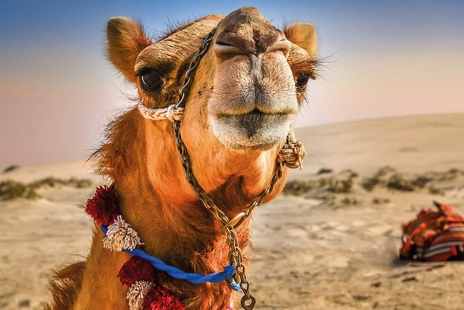 Cultural excursion for one day to Tangier with ferry included - Key things to know before you go
