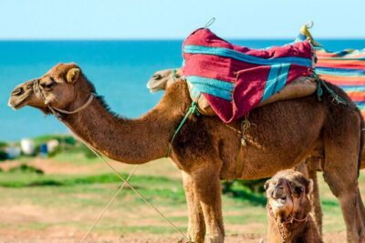 Cultural excursion for one day to Tangier with ferry included