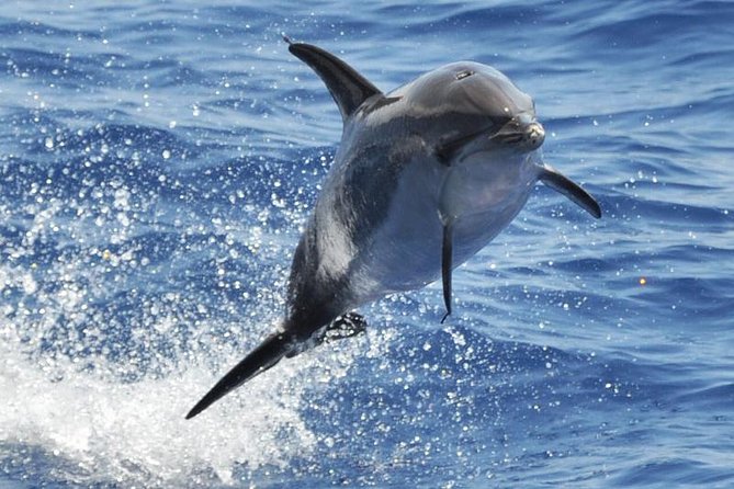 Dolphin and Whale Cruise in Puerto Rico, Gran Canaria - Key things to know before you go