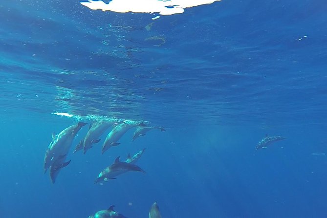 Dolphin and Whale Cruise in Puerto Rico, Gran Canaria - Spirit of the Sea: how this cruise actually works