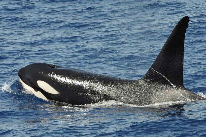 Dolphin and Whale Cruise in Puerto Rico, Gran Canaria - Onboard experience: glass bottom views and the crew’s spotting routine