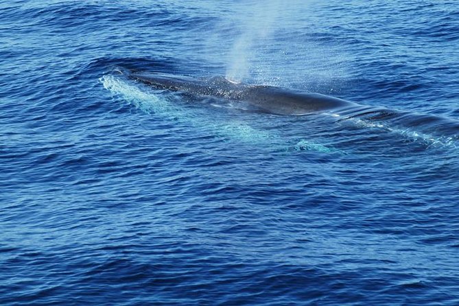 Dolphin and Whale Cruise in Puerto Rico, Gran Canaria - Seasickness and comfort: the honest part of the trip