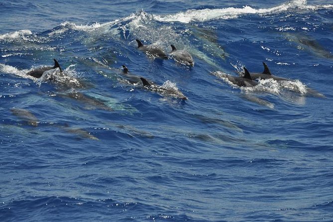 Dolphin and Whale Cruise in Puerto Rico, Gran Canaria - Price and value: why around $50 can make sense