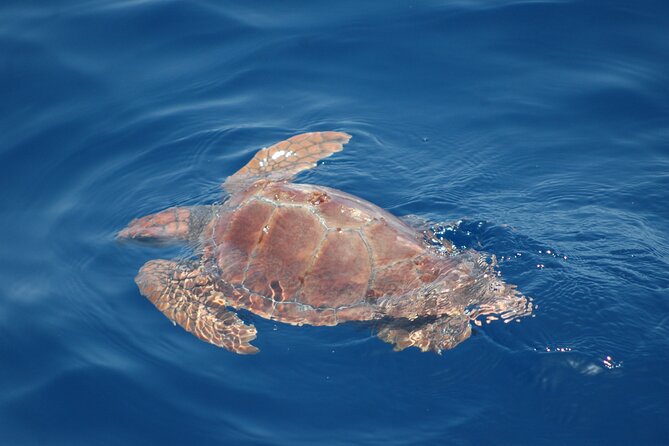 Dolphin and Whale Sailing Tour in Los Gigantes - Snorkeling Gear, Cove Selection, and How to Make the Most of the Swim Stop