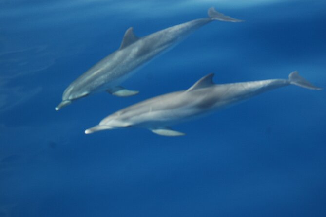 Dolphin and Whale Sailing Tour in Los Gigantes - Who This Tour Fits Best (And Who Might Want Something Else)