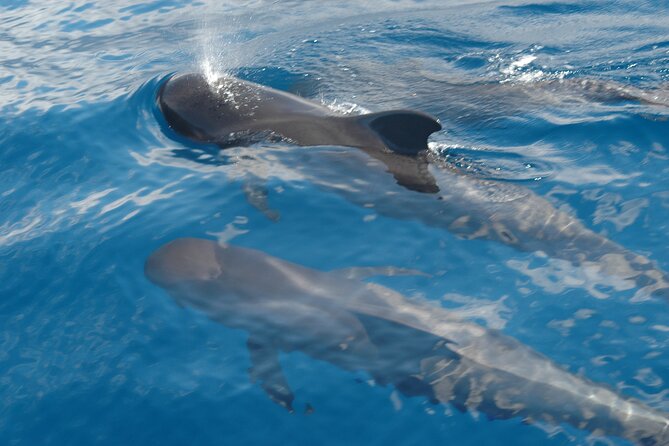 Dolphin and Whale Sailing Tour in Los Gigantes - The On-Board Setup: Small Group Comfort Without the Big-Ship Hassle